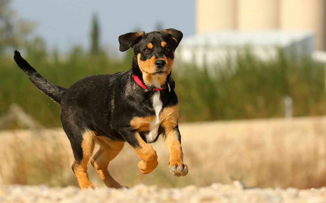 A dog running outdoors wearing a collar tag