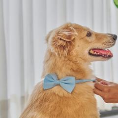 Bella, a pet registered with PCE