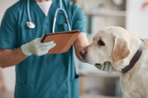 A vet examining a labrador