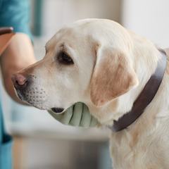 Teddy, a pet registered with PCE