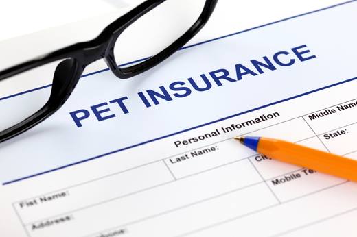 Pet insurance paperwork