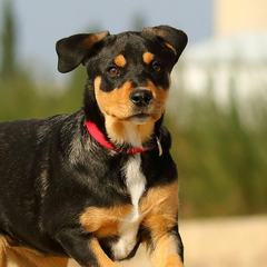 Max, a pet registered with PCE