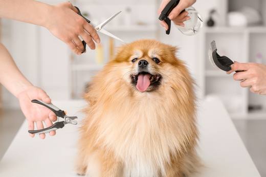 A dog being groomed