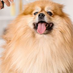 Luna, a pet registered with PCE