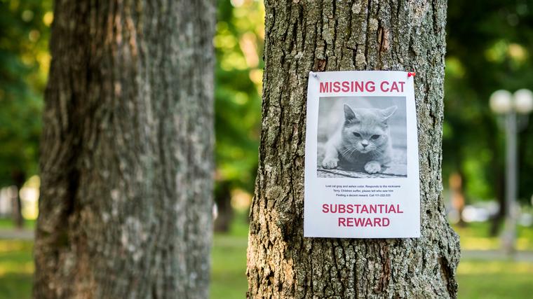 A missing pet poster pinned to a tree