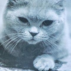 Nala, a pet registered with PCE